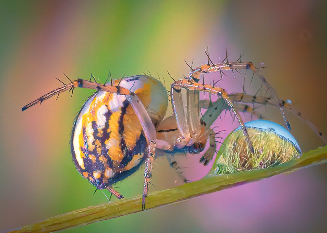 "החיים מחוץ לזום" תערוכת אמנות חדשה שמה פוקוס על חרקים, זוחלים ומעופפים בצילום מאקרו, שמאלץ את המבקרים לבחון מחדש את גישתם ליופי הטבעי של היצורים השנויים במחלוקת