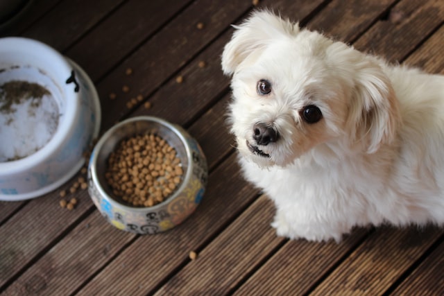 האונד לכלב – מזון טבעי ללא הקפאה
