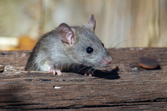 טיפים יעילים למניעת כניסת עכברים לבית: שמירה על סביבה נקייה ומגוננת