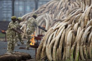 KWS rangers set fire to elephant tusks in the Nairobi National Park, Saturday , 30 April, 2016 in Kenya. Kenya burned 105 tonnes of ivory on Saturday, almost the countries entire stockpile, in the Nairobi National Park. IFAW /Karel Prinsloo