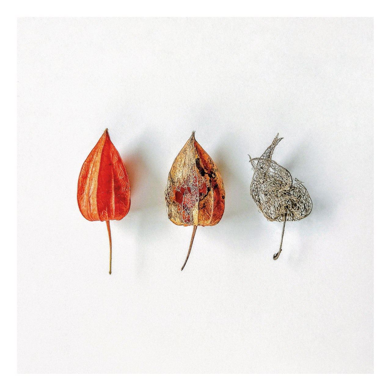 Artwork cover image: Physalis Vitae