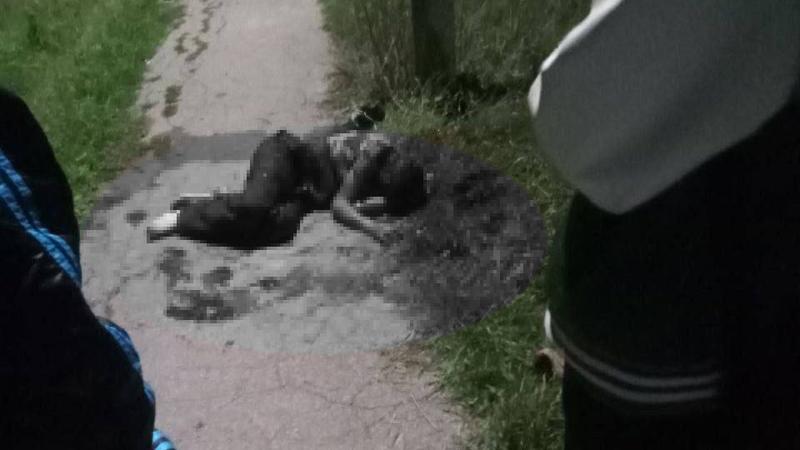  (VIDEO 18+) Scene de groază la Comrat: Un bărbat, găsit într-o baltă de sânge și plin de răni de cuțit pe o cărare