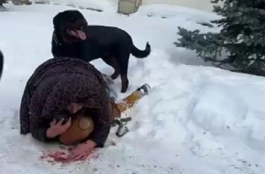  (VIDEO) Teroare în Ekaterinburg: O mamă și-a apărat copilul de 5 ani cu propriul corp în fața unui Rottweiler agresiv