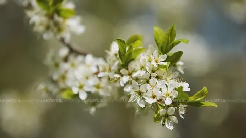  Cer parțial noros și temperaturi în creștere de 8 Martie: Care va fi maxima termică astăzi