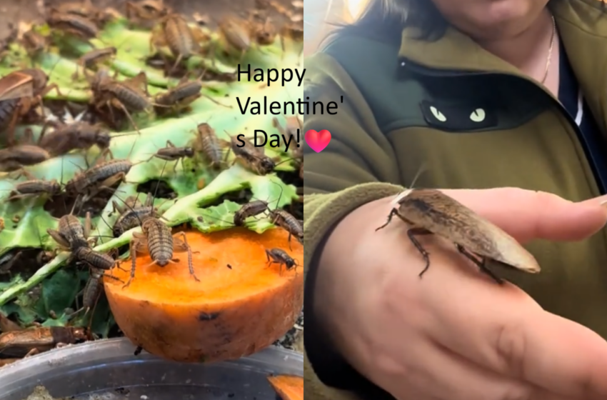  (VIDEO) Răzbunarea e dulce… și are 6 picioare! Grădina Zoo îți permite să numești un gândac după fostul iubit și să-l dai de mâncare animalelor