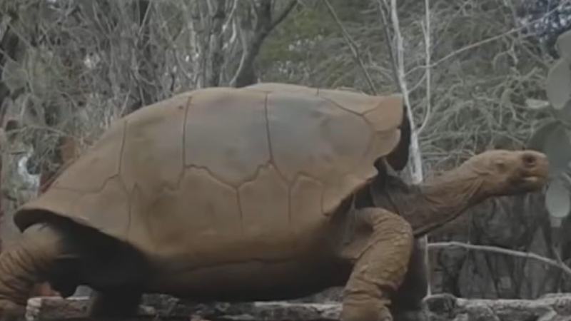  (VIDEO) Giganții din Galápagos se întorc acasă: Țestoasele uriașe cutreieră din nou o insulă din arhipelag după mai bine de 180 de ani