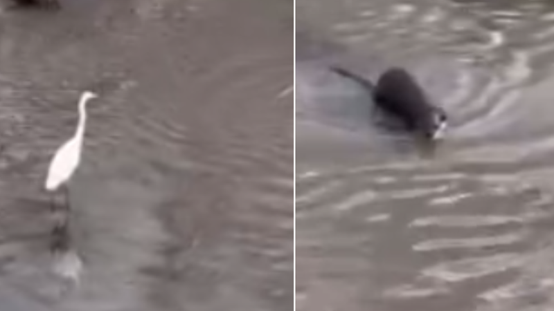  (VIDEO) „Extraordinar”. Oaspeți de onoare pe malul Bîcului: O vidră și o egretă, surprinse în inima capitalei