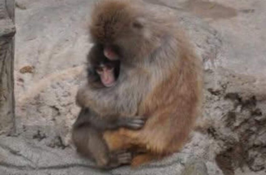  Imaginile care au frânt milioane de inimi! Un pui maimuță abandonat de mama lui și-a găsit alinarea într-o jucărie