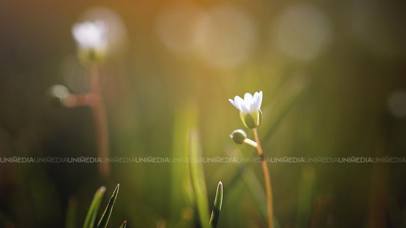  Zi liniștită cu soare astăzi: Meteorologii ne promit cer senin și temperaturi de până la +15°C