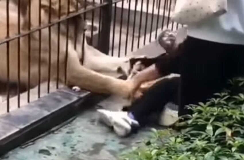  (VIDEO) O fetiță de 10 ani este atacată de un leu, după ce s-a apropiat prea mult de cușca lui, la o grădină zoologică din China