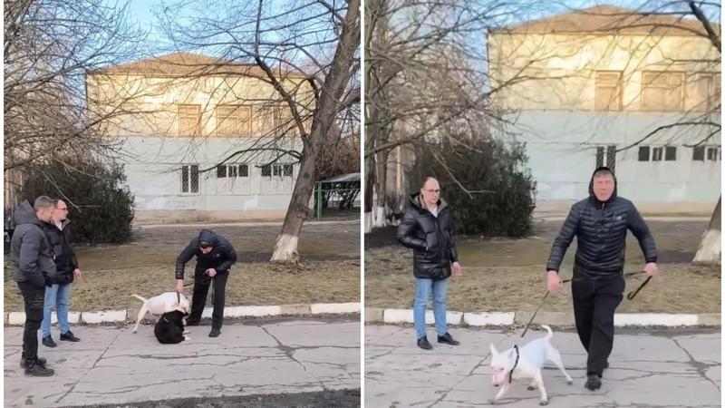  (VIDEO 18+) „Оттащи собаку, д*бил”: Un câine de rasă a atacat un maidanez, în timp ce proprietarul și doi bărbați au privit nepăsători scena, la Bălți