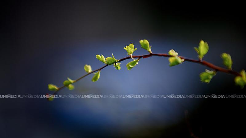  Primăvara își intră în drepturi: Cer senin și temperaturi blânde astăzi