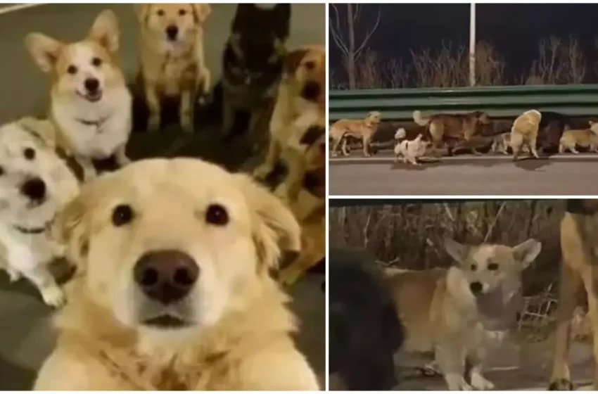  (VIDEO) 7 câini furaţi au evadat dintr-o fabrică de carne şi au mers împreună 17 km spre casă, în China