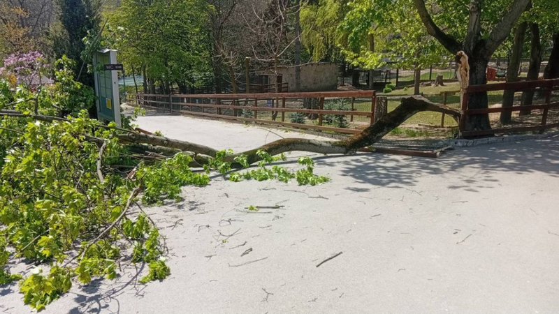  Un copil de 6 ani, strivit de un copac la Grădina Zoologică