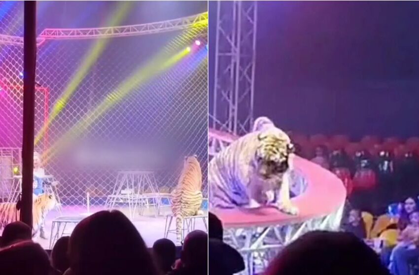  (VIDEO) Momente de panică la un spectacol de circ! Un tigru a scăpat din ring și a ajuns în public „Oamenii fugeau panicați”. Ce a urmat
