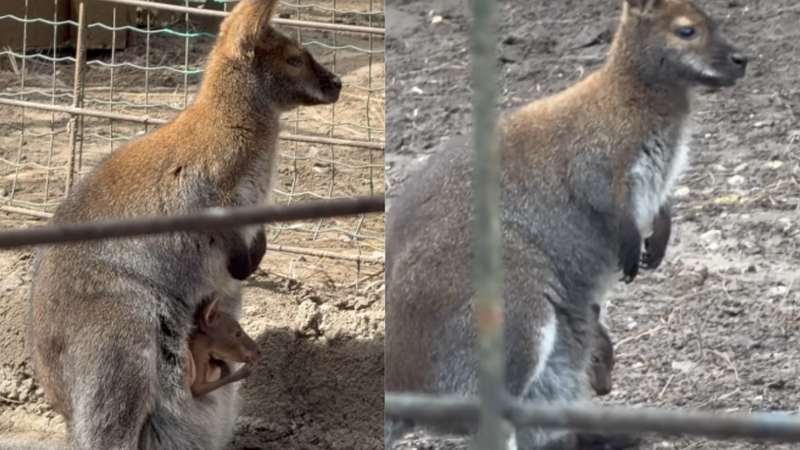  (VIDEO) Familia de canguri de la Grădina Zoologică s-a mărit: Un mic pui de Wallaby este gata să cunoască vizitatorii