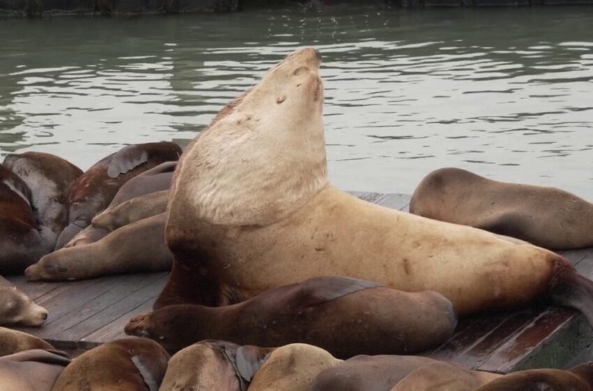  Un leu de mare gigant, de 900 de kilograme, a șocat turiștii dintr-un loc emblematic din SUA: „E ca un Volkswagen”