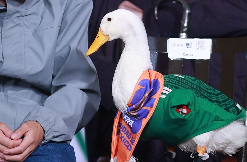  Imagini virale! Merlin, rața care mănâncă tacos, poartă pantofi și e considerată de fani mascota neoficială a Cupei Mondiale, în vizită la președinta Mexicului