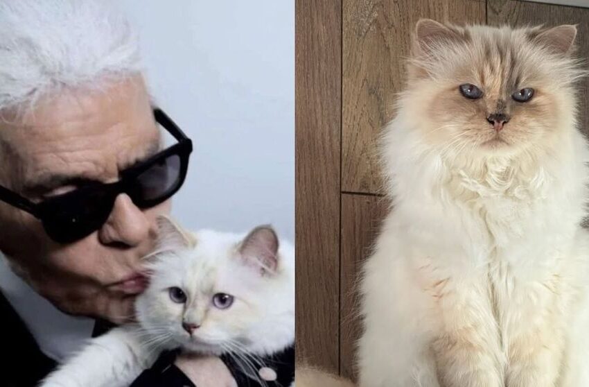  Cea mai bogată pisică din lume a rămas fără moștenire. Choupette, felina lui Karl Lagerfeld, nu a primit niciun ban din averea designerului