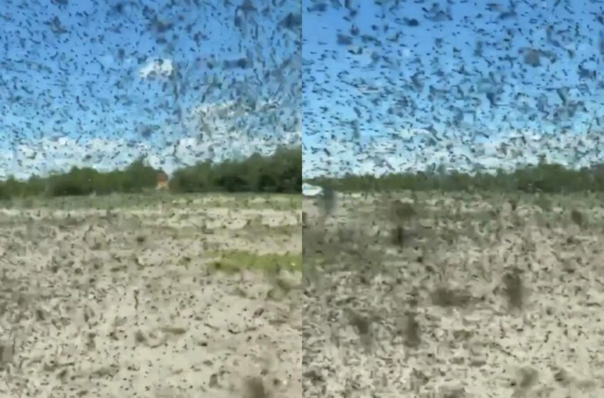  Imagini apocaliptice în Rusia! Invazie de țânțari. Oamenii au fost nevoiți să se adăpostească în mașini