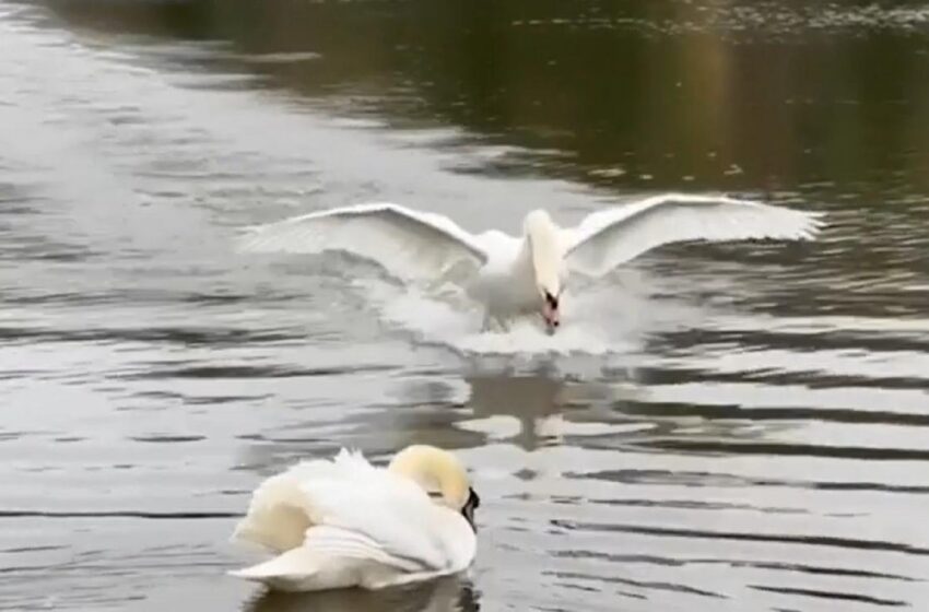  (VIDEO) Revedere emoţionantă între două lebede, pe un lac din Londra. Momentul a devenit viral