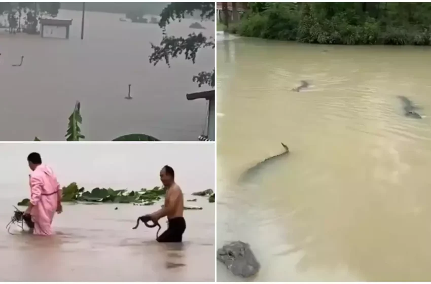  (VIDEO) Sute de șerpi au invadat un sat din China. Ploile provocate de taifun au inundat o fermă de reptile