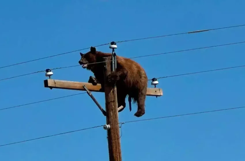  (VIDEO) Momentul în care un urs epuizat rămâne captiv pe un stâlp de electricitate în SUA. Animalul a murit electrocutat
