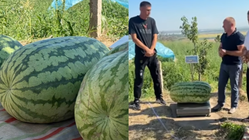  Rezultat gigantic la Căușeni! Un fermier din Căușeni a cultivat un harbuz uriaș de 74 de kilograme