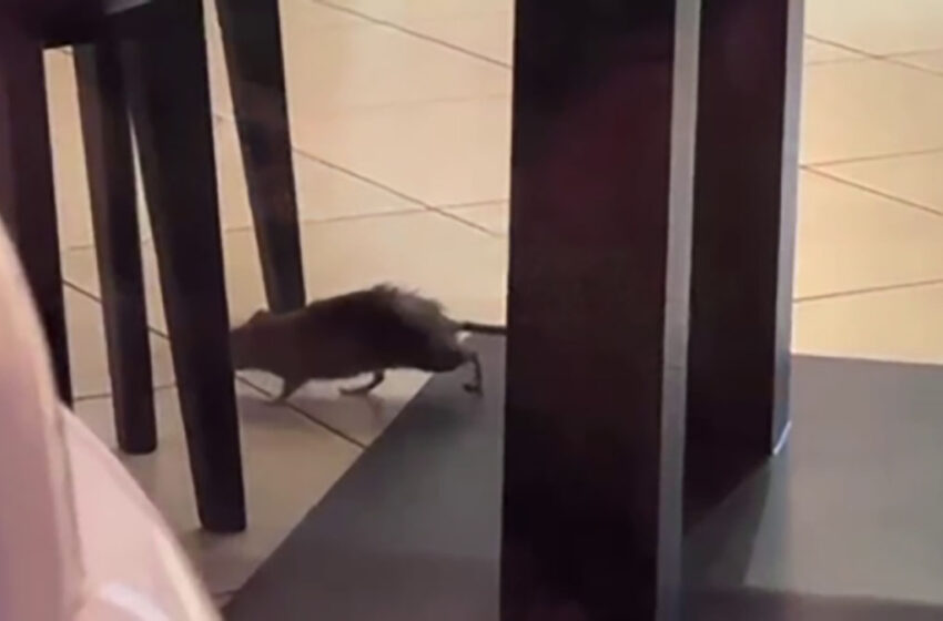  (VIDEO) „Oaspete nepoftit printre mese!” Un șobolan a fost filmat într-un restaurant de sushi din Chișinău
