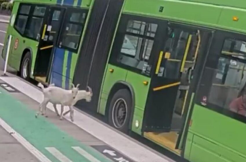  (VIDEO) Două capre s-au urcat într-un autobuz din Portland, iar pasagerii le-au dat jos. Imaginile au devenit virale