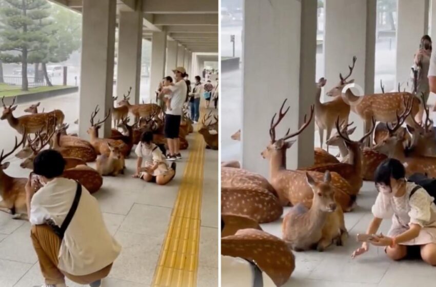  Imagini adorabile din Japonia: o turmă de cerbi se adăpostește de ploaie lângă oameni. Filmarea are zeci de milioane de vizualizări