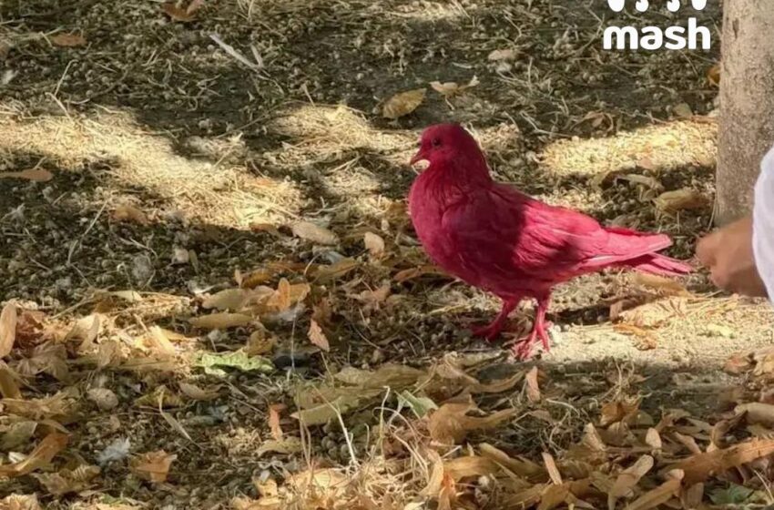  (FOTO) Caz revoltător în Anapa! Mai mulți porumbei roz au fost găsiți morți pe stradă: Oamenii bănuiesc că au fost vopsiți pentru un gender reveal sau poze cu turiștii