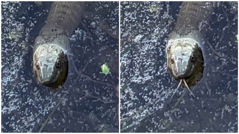  (VIDEO) „- E balaur? – Nu, anaconda.” Imagini spectaculoase pe Nistru: Un șarpe, filmat în apele râului, la Soroca