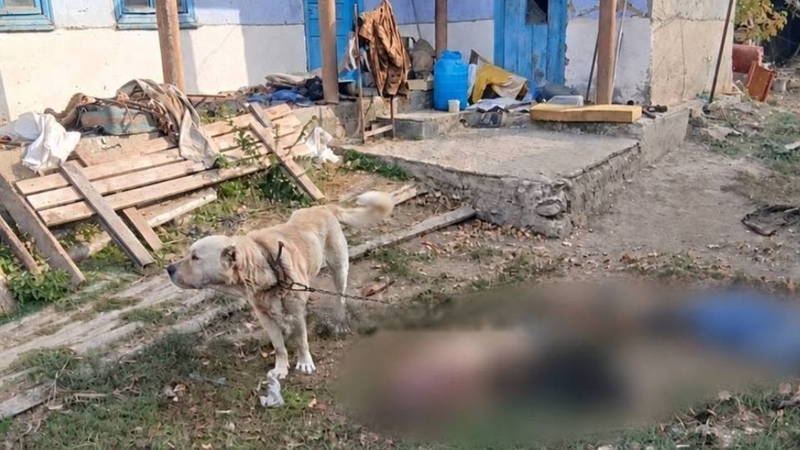  Un bărbat, sfâșiat de un Alabai, la Vulcănești: Acesta a fost găsit mort în curte, lângă câinele său, cu numeroase mușcături pe corp