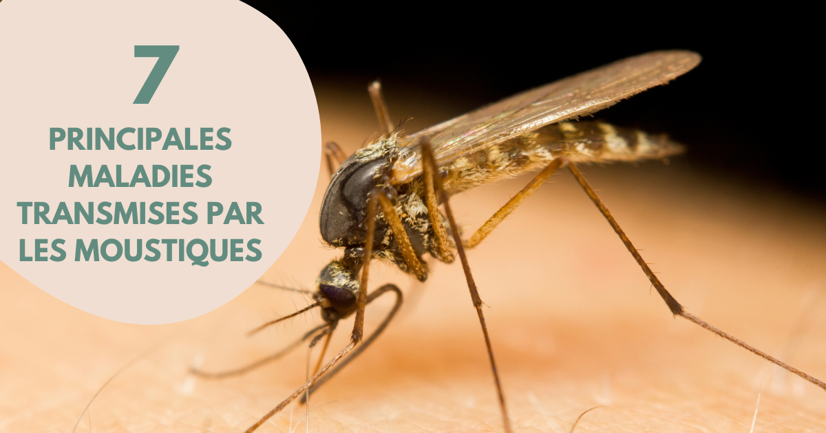 Quelles maladies peut-on attraper par un moustique ?