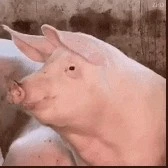 Image not available