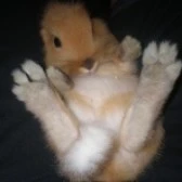Pat de Lapin