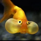 En Peixito