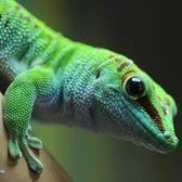 Mr Gecko