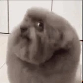 Image not available