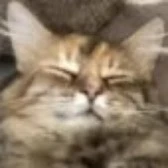 Cat Man