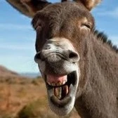 Aaaa Donkey