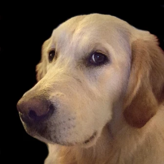 Dog Barf