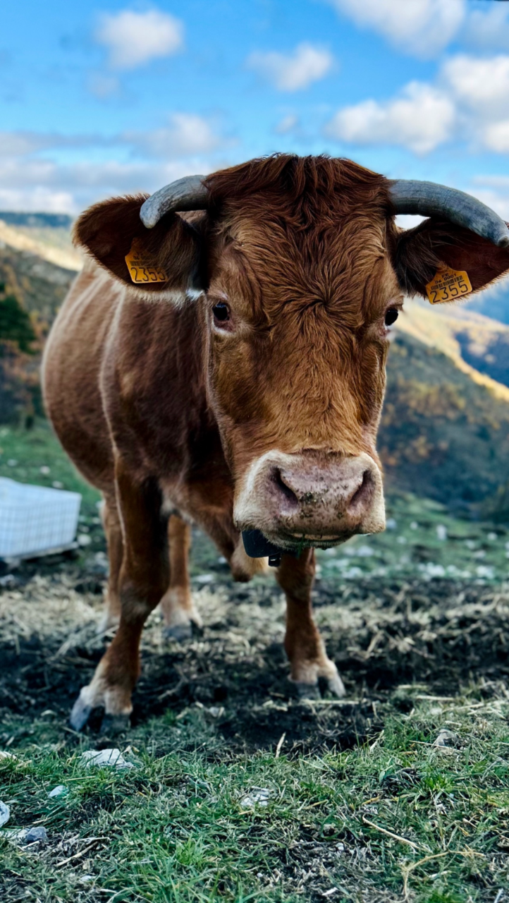 Close-up of a brown cow with horns and yellow ear tags standing in a grassy mountain field.
