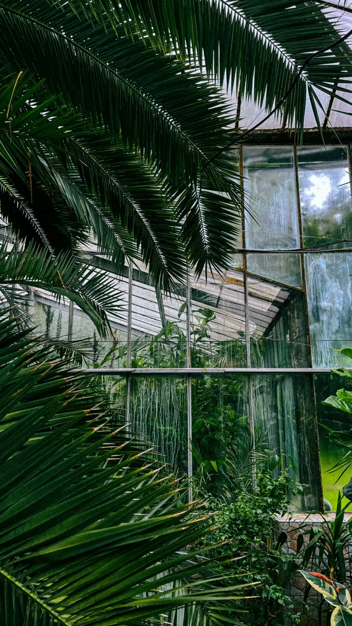 Lush palm fronds framing weathered glass panels of a botanical greenhouse.