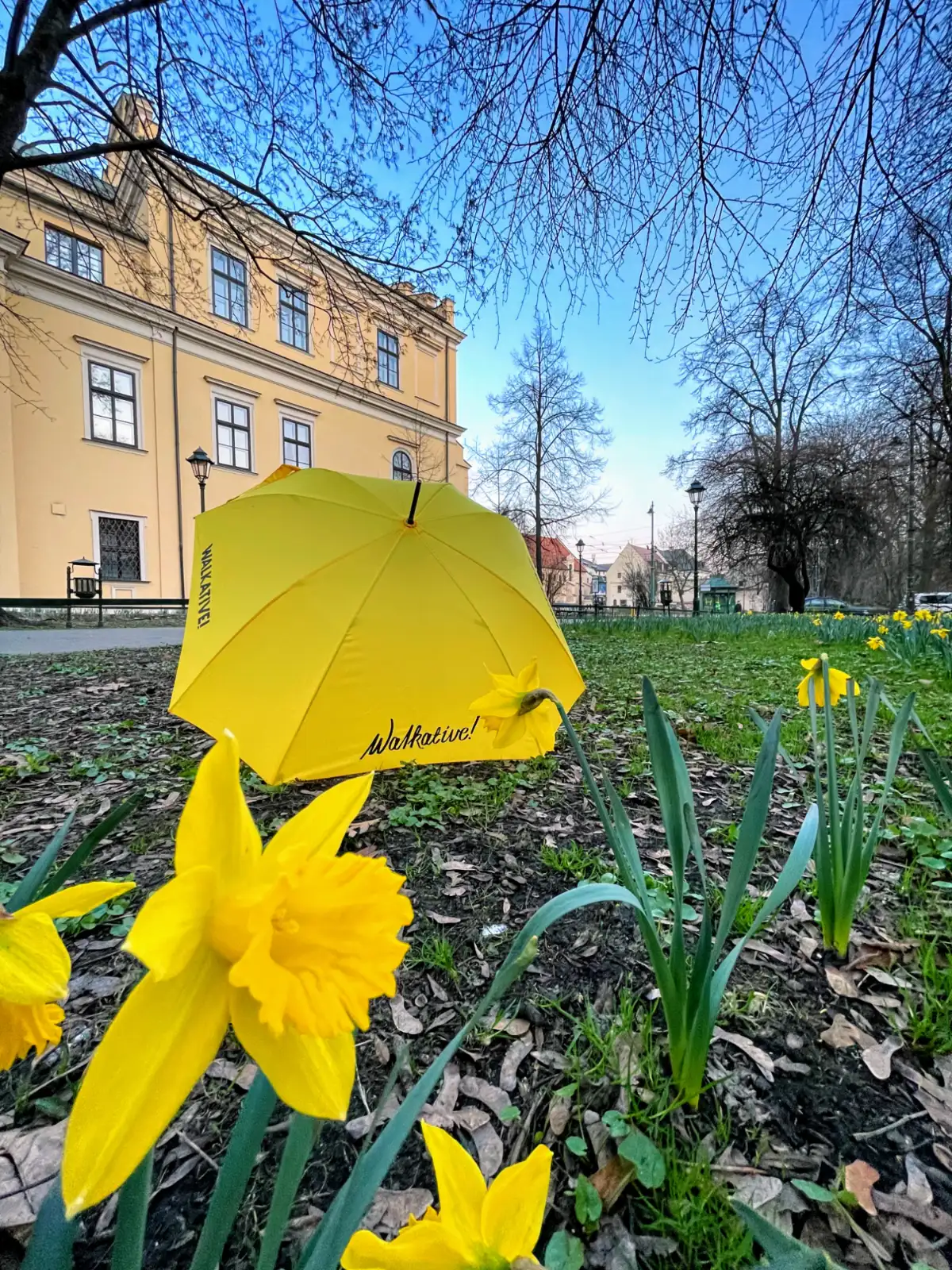 Gelber Walkative-Regenschirm liegt zwischen blühenden Narzissen im Park, helles Gebäude und kahle Bäume im Hintergrund.