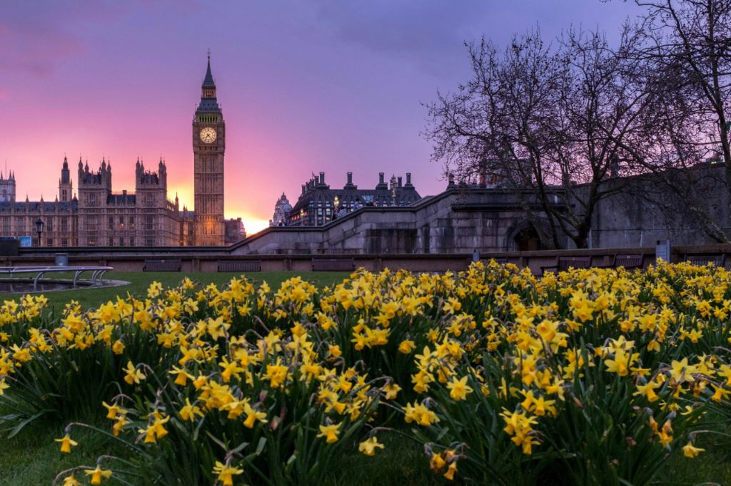 Yellow daffodils in the foreground with Big Ben and the Palace of Westminster against a purple sunset sky in London.