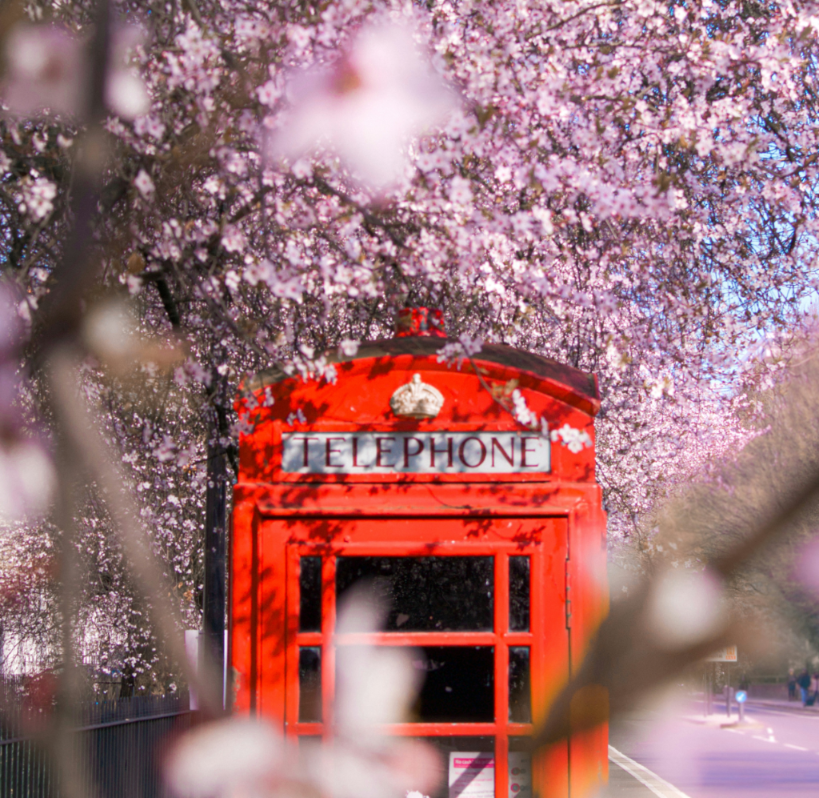 Red telephone box surrounded by blooming pink cherry blossom trees in spring.