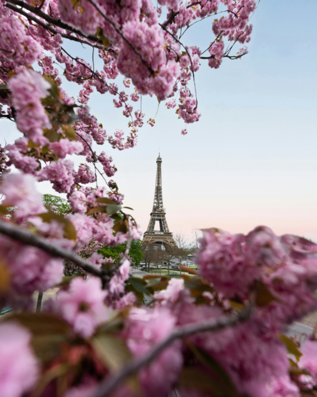 The Eiffel Tower in Paris framed by blooming pink cherry blossoms in the foreground.