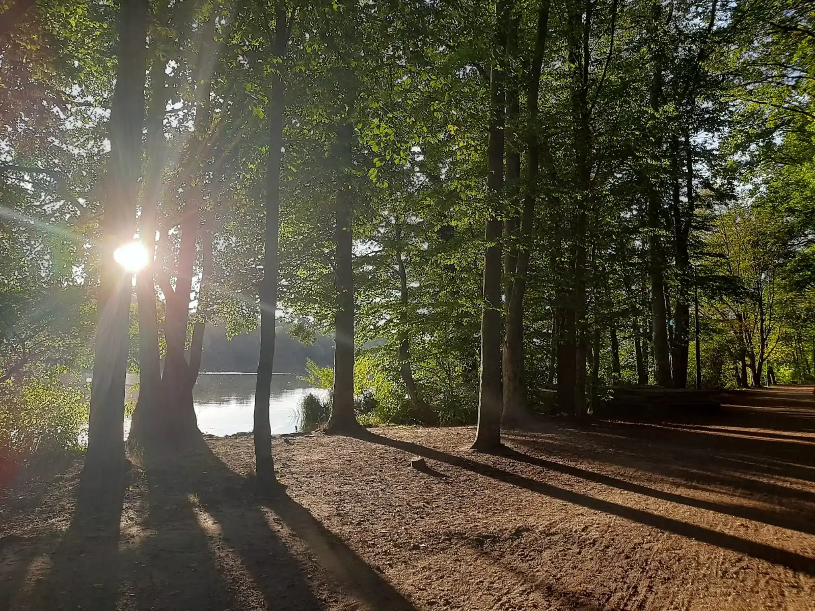 Sunlight streams through tall trees bordering a calm lake and a dirt path, casting long shadows. A distant person walks on th